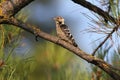 Male lesser spotted woodpecker on branch. Royalty Free Stock Photo