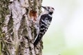 A male of lesser spotted woodpecker sits on the tree near their nest Royalty Free Stock Photo