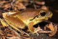 Lesueur`s Tree Frog Royalty Free Stock Photo