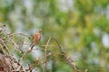 Male Linnet