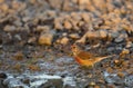 Male linnet (Carduelis cannabina)