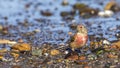 Male linnet Royalty Free Stock Photo