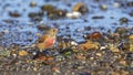 Male linnet Royalty Free Stock Photo