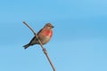 A male Linnet or Common Linnet, songbird perched seen against clear blue sky.