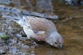 A male Linnet perched on earth drinking from a pool of water.