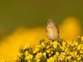 Male linnet perched on a gorse bush Royalty Free Stock Photo