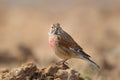 Male Linnet perched on the ground Royalty Free Stock Photo