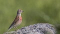 Male Linnet on Rock