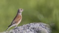 Male Linnet on Rock Facing Right Royalty Free Stock Photo