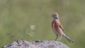 Male Linnet on Rock Looking Left