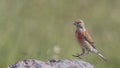 Male Linnet about to Land on Rock