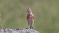 Male Linnet on Top of Rock