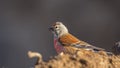 Male linnet on Top of Soil