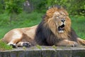 Male lion