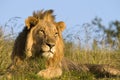 Male lion Royalty Free Stock Photo