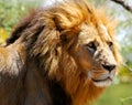 Male lion