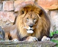 Male Lion