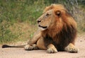 Male Lion Royalty Free Stock Photo