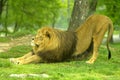 Male Lion Royalty Free Stock Photo