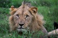 Male Lion Royalty Free Stock Photo