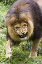 Male lion Royalty Free Stock Photo