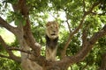 Male lion in Africa climbing a tree. Lion on the top of a tree in a tropical forest of Wildlife Reserve in West Africa Royalty Free Stock Photo