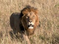 Male lion approaching camera at masai mara Royalty Free Stock Photo