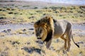 Male lion walking towards the camera Royalty Free Stock Photo