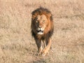 A male lion approaching at masai mara Royalty Free Stock Photo