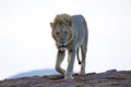 Male Lion Approaching Royalty Free Stock Photo