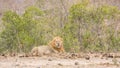 Male lion and baby resting in Kruger Park, South Africa Royalty Free Stock Photo