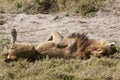 Male Lion on back