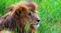 Male Lion with beautiful mane in Serengeti Royalty Free Stock Photo