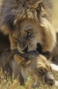 Male Lion biting Lioness on savannah Royalty Free Stock Photo