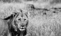 Male Lion, Black and White Close UP