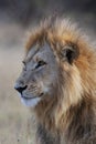 Male Lion - Botswana - Africa Royalty Free Stock Photo