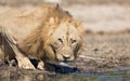 Male Lion, Botswana Royalty Free Stock Photo