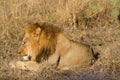 Male lion, botswana Royalty Free Stock Photo