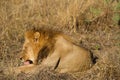 Male lion, botswana Royalty Free Stock Photo