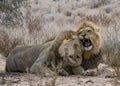 Male lion brothers