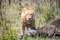 Male Lion on a Buffalo kill. Royalty Free Stock Photo