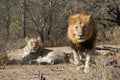 Male lion charging photographer South Africa