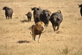 Male lion chased by water buffalos Royalty Free Stock Photo