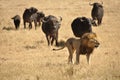 Male lion chased by water buffalos Royalty Free Stock Photo