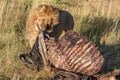 Male lion chews and pulls at carcase