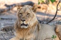 Male lion in chobe national park in botswana at the chobe river