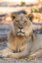 Male lion in chobe national park in botswana at the chobe river