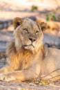 Male lion in chobe national park in botswana at the chobe river