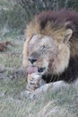 Male lion cleaning feet Royalty Free Stock Photo