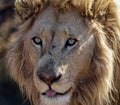 Male lion close up Royalty Free Stock Photo